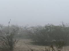 
      
      Thick fog clouds visibility of Taj Mahal
      
      