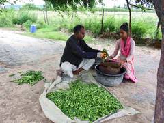 
      
      Gujarat region produces nearly 1.5 Lakh tonnes of Okra
      
      
