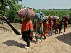 
      
      Agriculture in crisis as policy failures and climate shocks batte
      
      