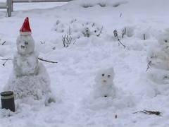 
      
      Tourists rejoice as Dalhousie receives first snowfall of the year
      
      