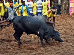 
      
      Tirupati: Five injured during Jallikattu
      
      