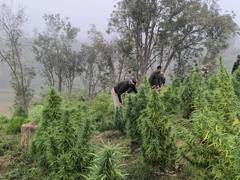 
      
      Tripura: Security forces destroy ganja plantation
      
      