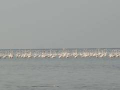 
      
      Odisha Bihanga Utsav 2026 underway to celebrate migratory birds
      
      