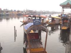 
      
      Cold wave grips Kashmir as fog covers Srinagar
      
      