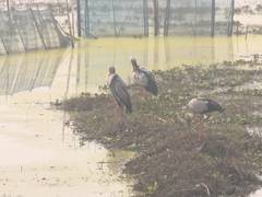 
      
      Migratory birds arrive at Chilika Lake as temperature drops
      
      