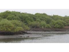
      
      Thoothukudi Forest Department continues mangrove restoration and
      
      