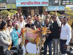 
      
      MP Congress protests against alleged cow slaughter in Bhopal
      
      