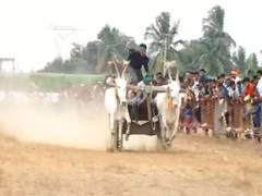 
      
      Traditional bullock cart race marks Sankranti festivities in Karn
      
      
