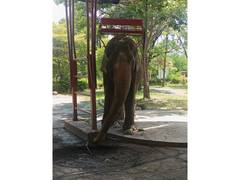 
      
      Sentient Animals Like Elephants Deserve More Respect
      
      