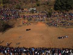 
      
      Nepali villagers struggle to keep old bull-fight tradition alive
      
      