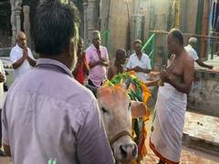
      
      Mattu Pongal festival celebrated across Tamil Nadu
      
      