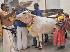 
      
      Farmers perform traditional 