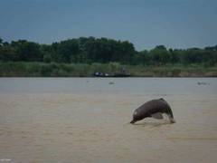 
      
      Second estimation of riverine, estuarine Dolphin starts in Bijnor
      
      