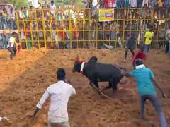 
      
      Grand Jallikattu event held in Pudukkottai’s Vadamalapuram
      
      