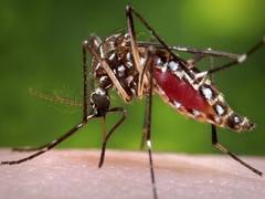 
      
      Hospital data shows 103 mosquito-borne deaths in Sindh in 2025 
      
      