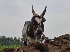 
      
      Elderly man killed, 27 injured during bull race
      
      