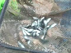 
      
      JK: Unemployed youth starts Trout fish farming in Rajouri
      
      
