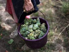 
      
      Trump threatens 200pc tariffs on French wine post Marcon's refusa
      
      