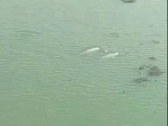 
      
      Dolphin census begins in Chilika Lake in Odisha
      
      