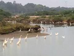 
      
      Asian waterbird census spots 12,645 birds in Odisha
      
      