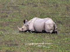
      
      Assam: Forest staff rescued stranded rhino
      
      