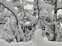 
      
      IMD forecasts more snow in Himachal Pradesh
      
      