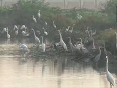 
      
      Tamil Nadu: Waterbird population census begins in Thoothukudi
      
      