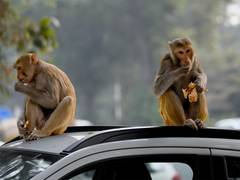 
      
      Police probe underway after monkeys found poisoned in Kamareddy
      
      