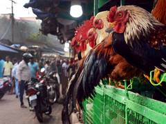 
      
      Meat sale banned in Koraput on Republic Day
      
      