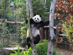 
      
      Last 2 pandas in Japan are leaving for China amid strained ties
      
      