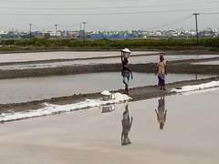 
      
      Coastal areas of Thoothukudi District witness degradation
      
      