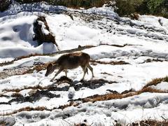 
      
      Heavy to moderate snowfall continues in Bhalesa, J-K
      
      
