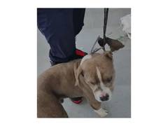 
      
      SDRF rescues pet Pit Bull dog that guarded owner's body for 4 day
      
      