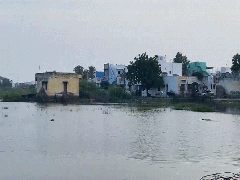 
      
      Rainwater from Thoothukudi makes production of salt impossible
      
      