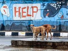 
      
      100 more stray dogs killed in Telangana village
      
      