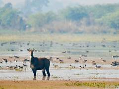
      
      Patna Bird Sanctuary, Chhari-Dhand become Ramsar sites
      
      