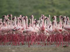 
      
      UP CM welcomes new Ramsar sites at Patna Bird Sanctuary
      
      