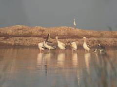 
      
      Chhari-Dhandh Bird Sanctuary added to Ramsar List
      
      