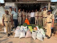 
      
      Telangana:Excise police arrests 'Baba' for cultivating marijuana
      
      