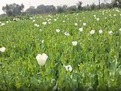 
      
      Rajasthan: Weather concerns mount for opium farmers in Bhilwara
      
      