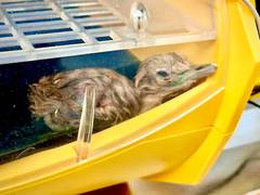 
      
      Project Great Indian Bustard: 2 new chicks hatch in Rajasthan
      
      