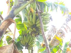 
      
      Tamil Nadu: Nendran banana prices plunge in Tiruchirappalli
      
      