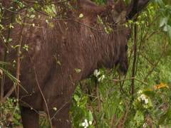 
      
      J&K: Injured Sambar Deer rescued from village in Udhampur
      
      