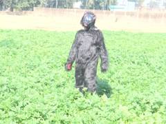 
      
      UP: Farmers dress up like bears to save their crops from monkeys
      
      