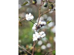 
      
      Cabinet approves Rs 1,718.56 crore MSP support for cotton farmers
      
      