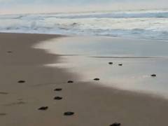 
      
      Baby olive ridley turtles head to sea at Puri’s Blue Flag Beach
      
      