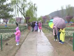 
      
      Srinagar's Tulip Garden attracts tourists in large numbers
      
      