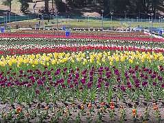 
      
      Jammu’s biggest Tulip garden set to open soon in Sanasar Valley
      
      