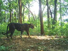 
      
      Major crackdown on poachers in Odisha, rare tiger skin seized
      
      