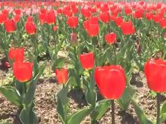 
      
      Snowfall in Bhaderwah and Tulip Garden boost tourism in Kashmir
      
      